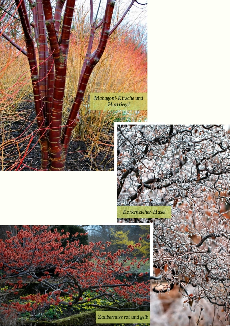 Winterliche Gehölzvielfalt im Garten: leuchtende Rinde der Mahagoni-Kirsche, filigrane Zweige der Korkenzieher-Hasel und farbenfrohe Blüten der Zaubernuss bringen Struktur und Farbe in die kalte Jahreszeit.