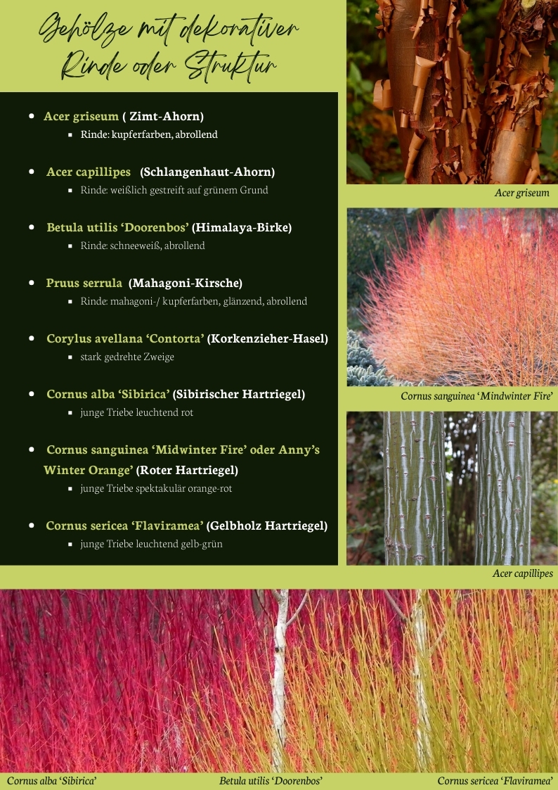 Ziergehölze mit besonderer Rinde: Zimt-Ahorn, Schlangenhaut-Ahorn, Himalaya-Birke, Mahagoni-Kirsche und leuchtende Hartriegel – winterliche Strukturgeber für den Garten.