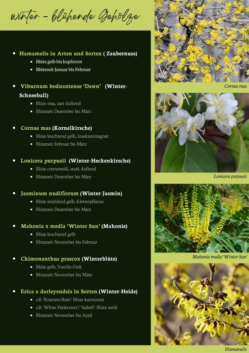 Winterblühende Gehölze wie Zaubernuss, Winter-Schneeball, Kornelkirsche, Winterjasmin und Mahonie – Blütezeit, Eigenschaften und Gartenwirkung im Überblick mit Bildern.