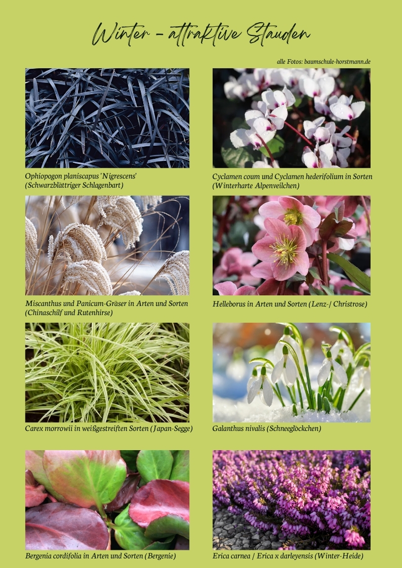 Winterattraktive Stauden für den Garten mit Helleborus, Bergenia, Carex, Miscanthus, Cyclamen und Schneeglöckchen – winterharte Stauden für strukturstarke Winterbepflanzung