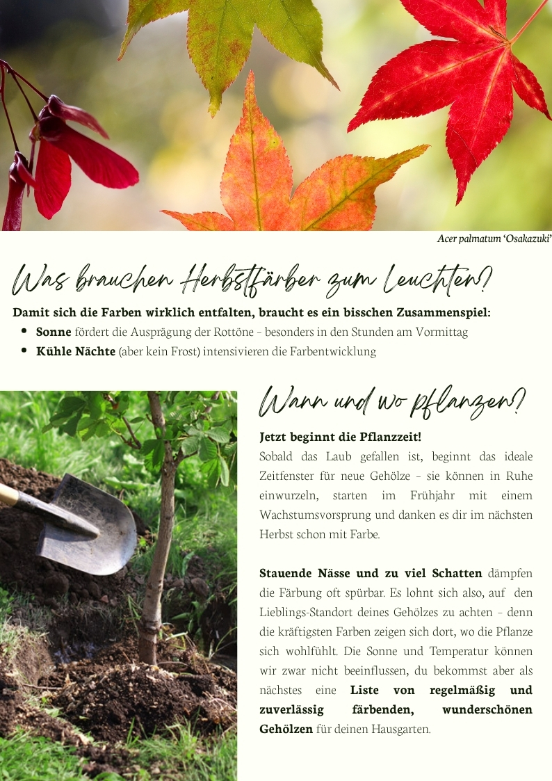 Detailaufnahme von rot und grün gefärbten Ahornblättern im Herbstlicht, Symbol für die intensive Laubfärbung. Ein frisch gepflanzter Strauch wird mit Erde bedeckt – symbolisiert die ideale Pflanzzeit im Herbst.
