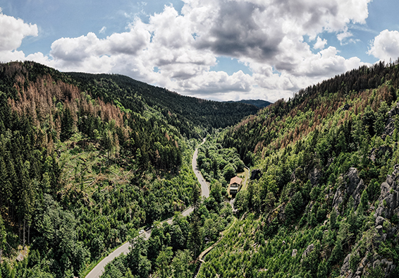 Schwarzwald von oben mit Straße im Sommer 2026