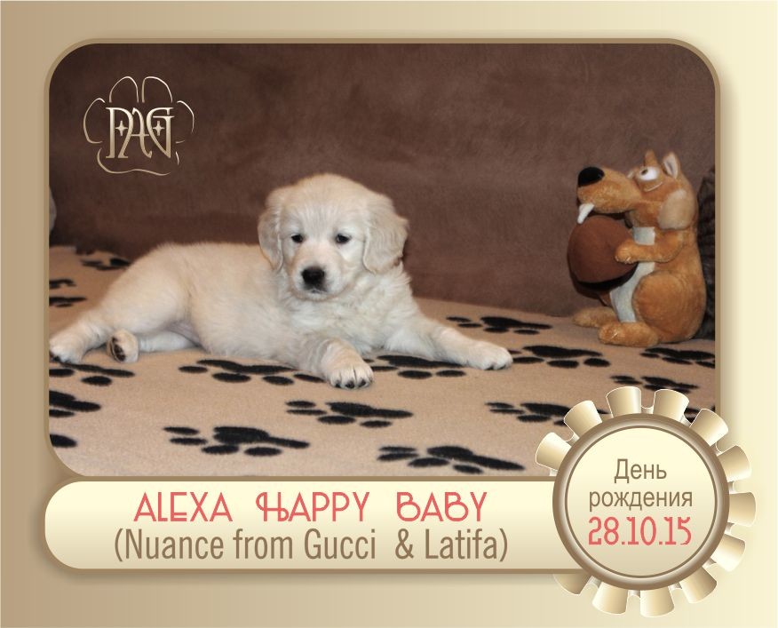 щенки золотистого ретривера / puppies golden retriever /  ALEXA HAPPY BABY  (NUANCE FROM GUCCI & LATIFA) д.р. 28.10.2015