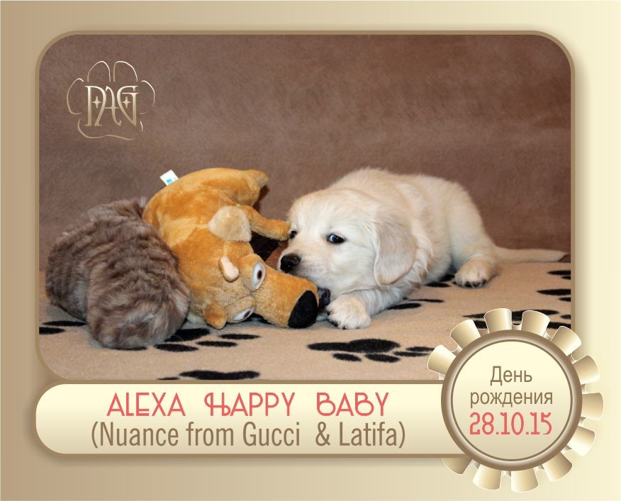 щенки золотистого ретривера / puppies golden retriever /  ALEXA HAPPY BABY  (NUANCE FROM GUCCI & LATIFA) д.р. 28.10.2015