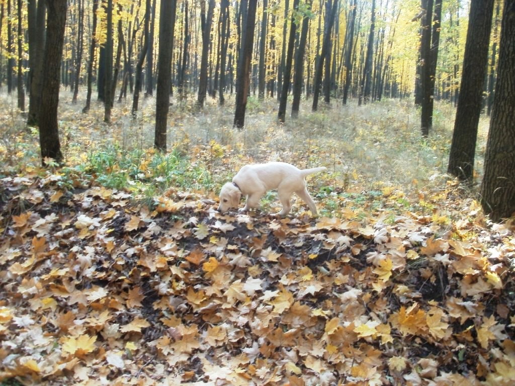 Оскар (OBEREG WHITE PRINCE) на прогулке 05.11.2013