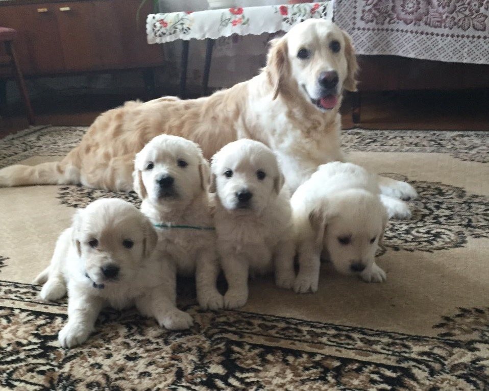 щенки золотистого ретривера / puppies a golden retriever for sale / NUANCE FROM GUCCI & HANNA  д.р. 11.03.2016 