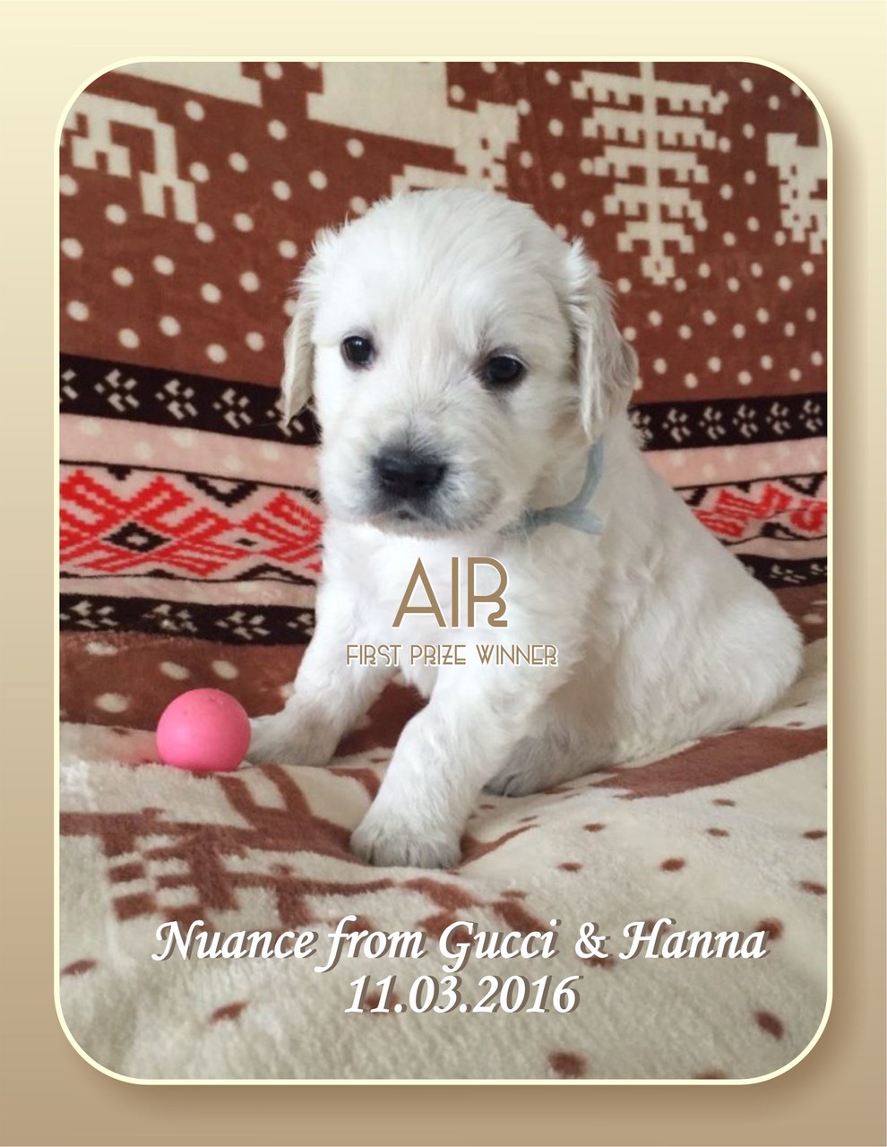 щенки золотистого ретривера / puppies a golden retriever for sale / NUANCE FROM GUCCI & HANNA  д.р. 11.03.2016 