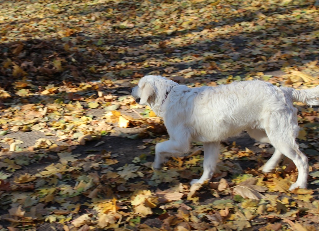 golden retriever DOLLY (NUANCE FROM GUCCI & CORDELIA) октябрь 2015г.