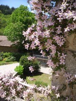 Clématites