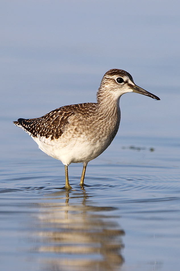 Bruchwasserläufer (Tringa glareola), Wood Sandpiper © Thorsten Krüger