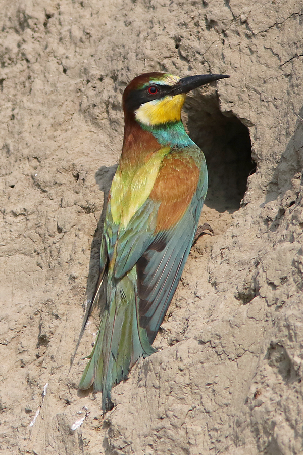 Bienenfresser (Merops apiaster), European Bee-eater; Friederikensiel 2015 © Thorsten Krüger