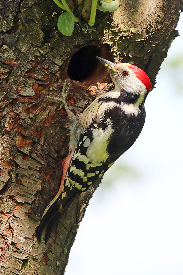 Mittelspecht (Dendrocoptes medius), Middle Spotted Woodpecker © Thorsten Krüger
