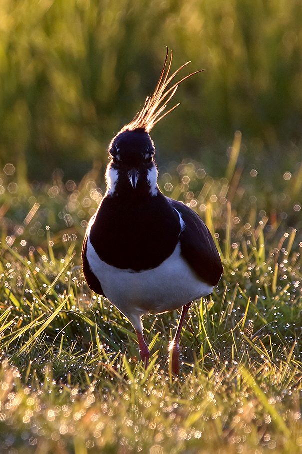 Kiebitz-Männchen (Vanellus vanellus), Northern Lapwing "on fire" © Thorsten Krüger