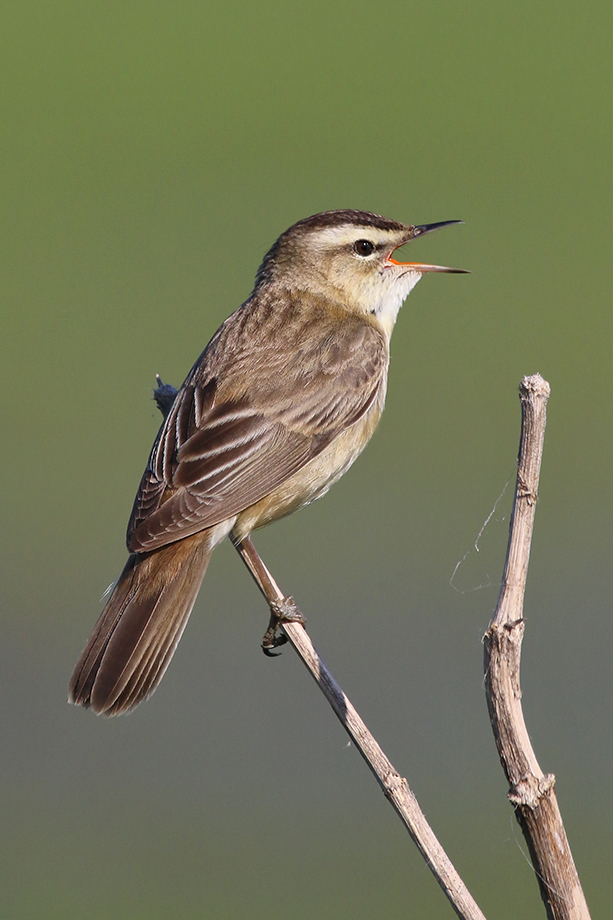 Schilfrohrsänger (Acrocephalus scirpaceus), Sedge Warbler © Thorsten Krüger