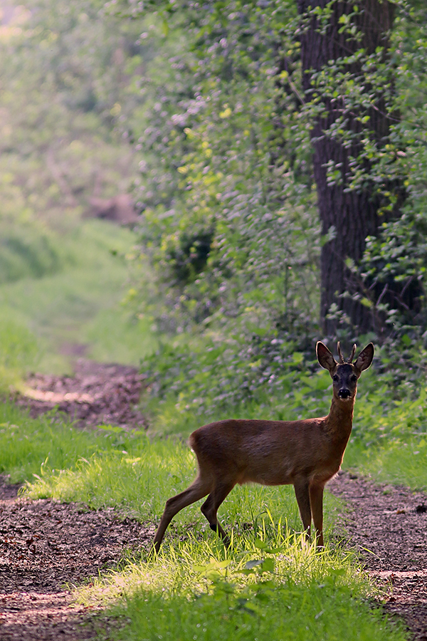 Reh (Capreolus capreolus), European Roe Deer © Thorsten Krüger