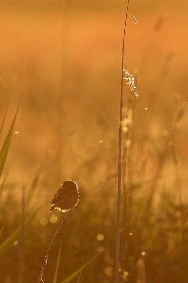 Schwarzkehlchen (Saxicola rubicola), Stonechat © Thorsten Krüger