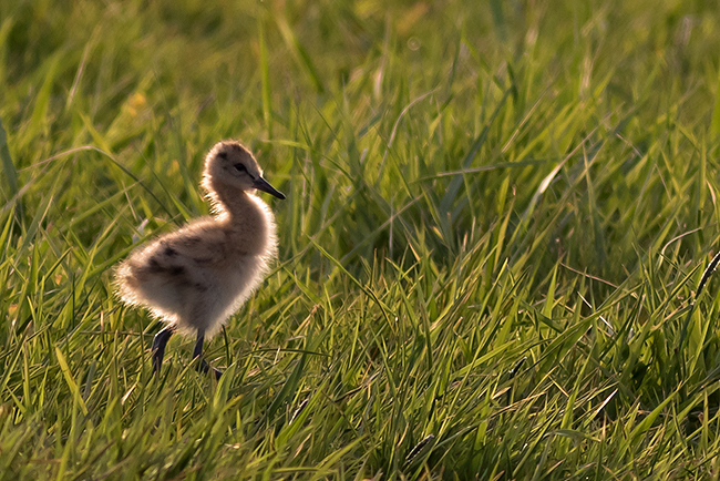 Uferschnepfen-Küken (Limosa l. limosa), Black-tailed Godwit chick © Thorsten Krüger