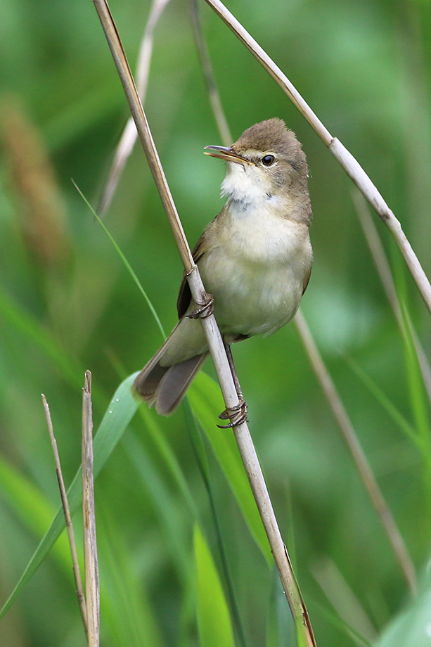 Buschrohrsänger (Acrocephalus dumetorum), Blyth's Reed Warbler; Warfleth 2019 © Thorsten Krüger