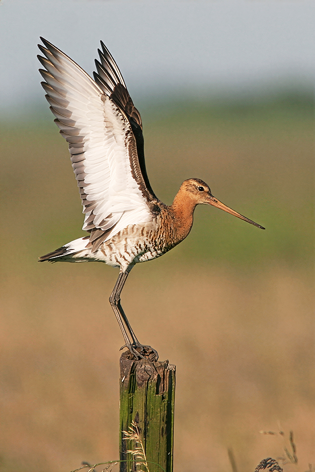 Uferschnepfe (Limosa l. limosa), Flügelsignalhaltung, Black-tailed Godwit © Thorsten Krüger