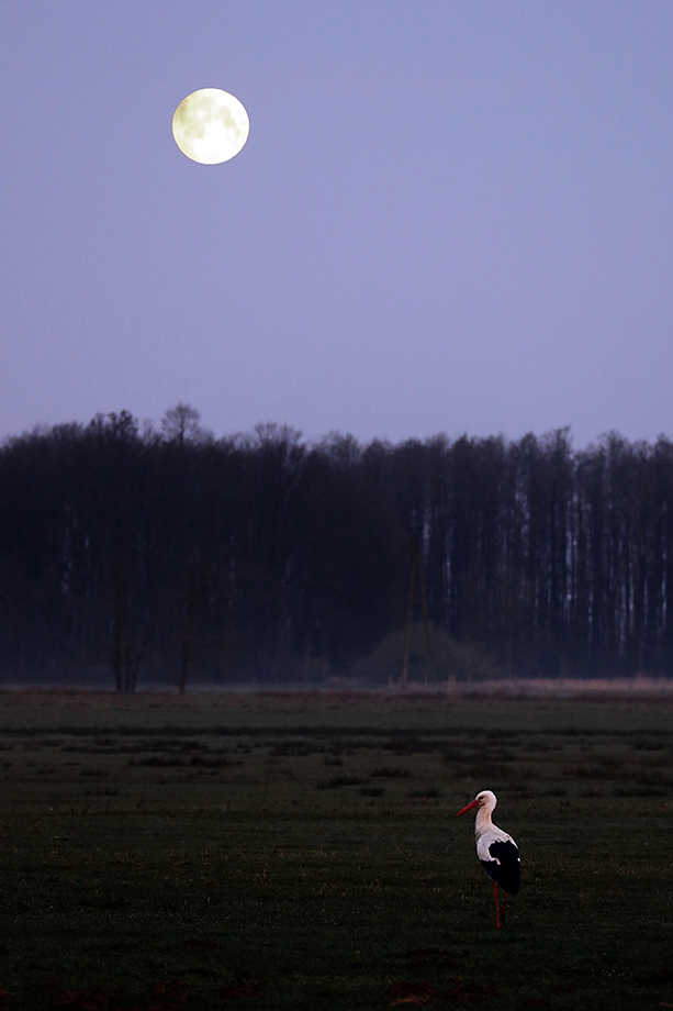 Weißstorch (Ciconia ciconia), noch vor Tau und Tag, White Stork © Thorsten Krüger