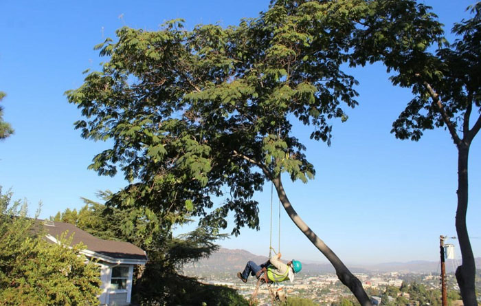 Conserve the Ecosystem by Certified Arborists in Los Angeles