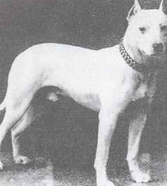 cual es la raza del viejo terrier ingles