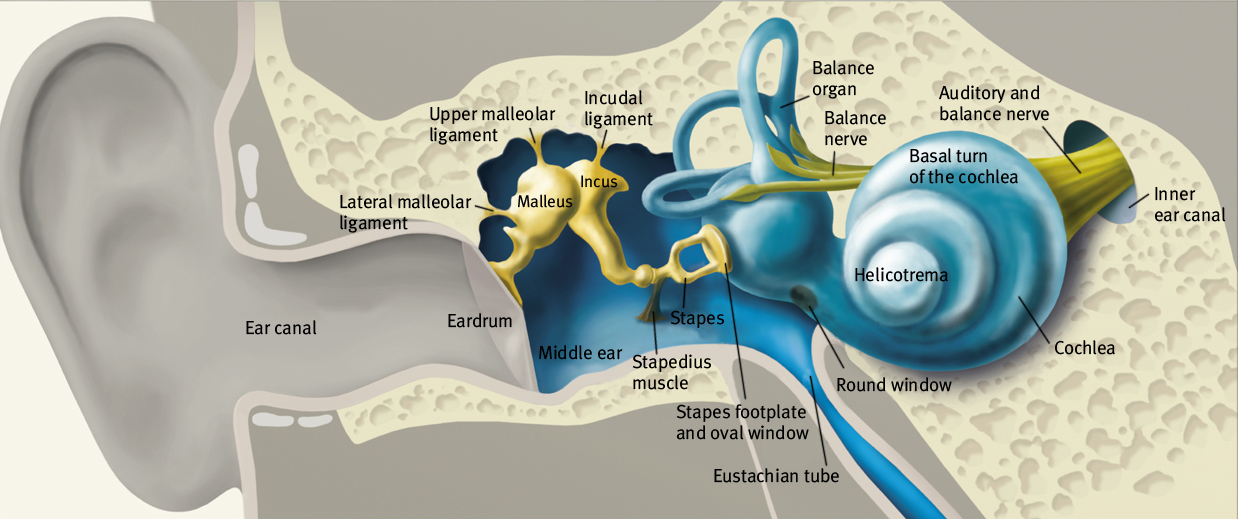 Tinnitus and Hearing Loss Causes & Management Tinnitus Centres