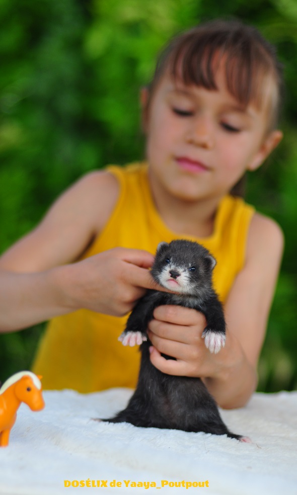 L'arrivée du furet à la maison - WanimoVéto