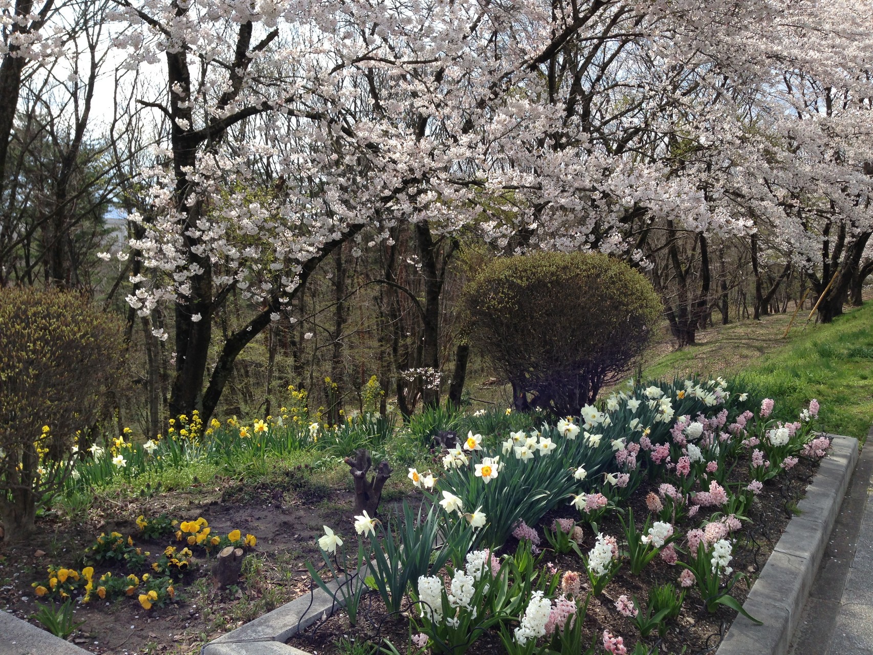 中央町内会の皆さんの作った花壇も素敵ですね！色とりどりの草花も魅力です。