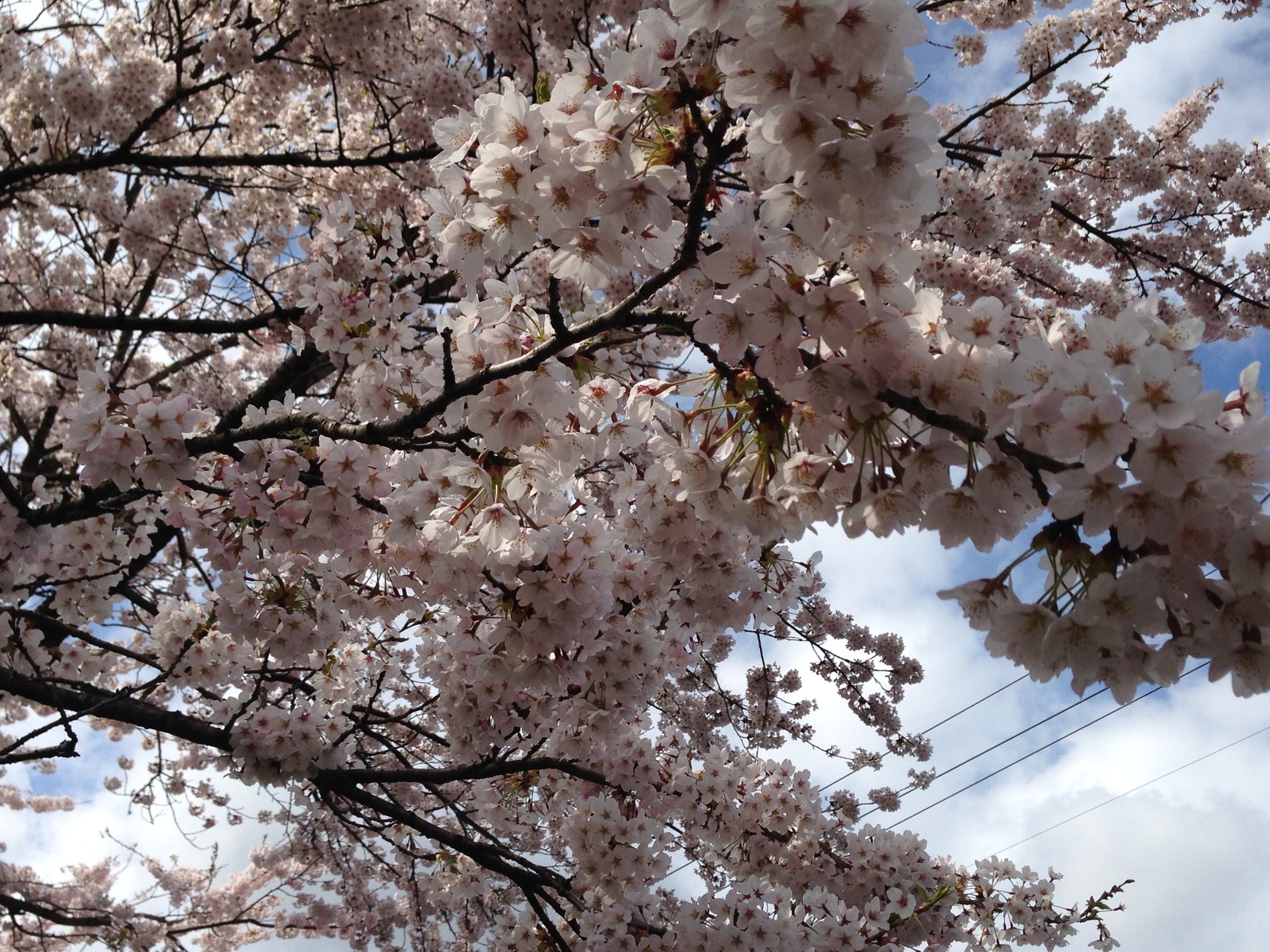 将監沼は今や桜の名所へ