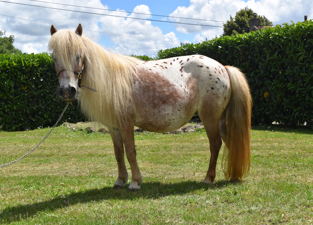 Sa mère, Lady Bonfire of Rzadkiewa Falabella