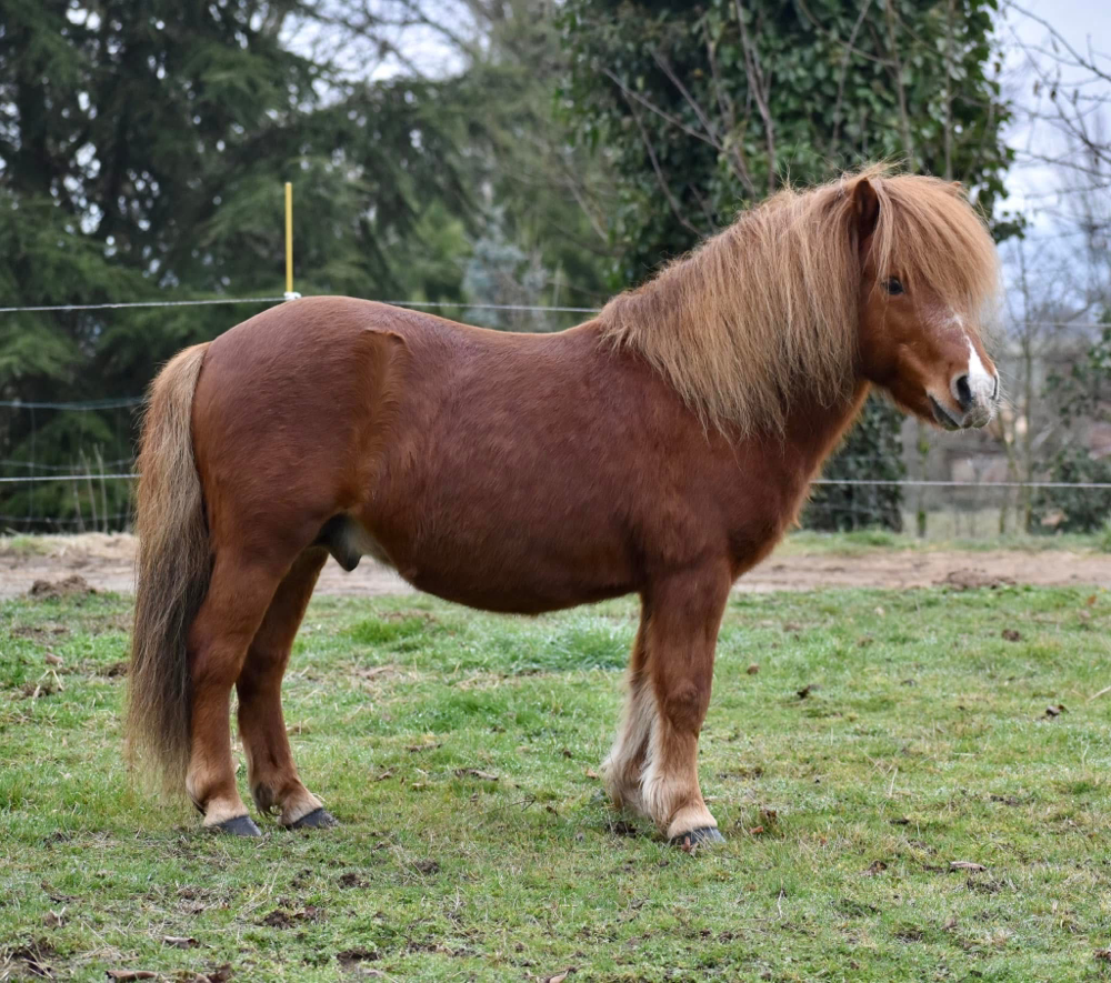 Son père, Banjo du Theil