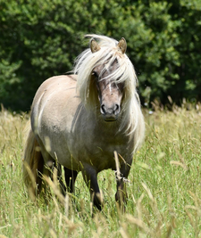 Sa mère, Pixie de Kalyma