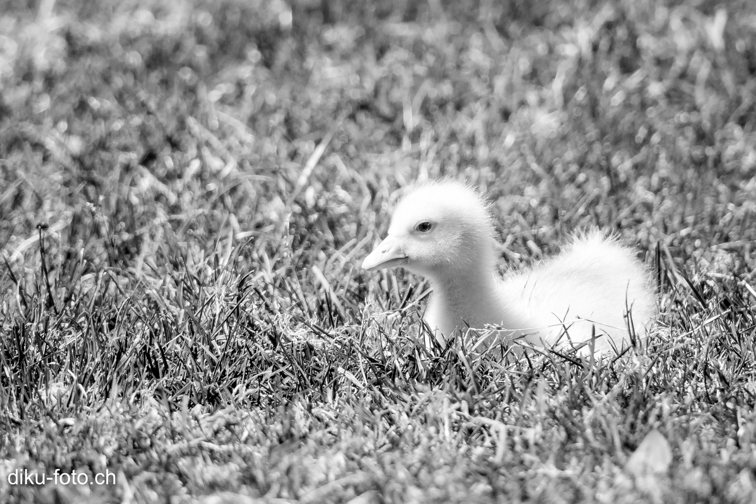 Tierpark Lange Erlen Basel