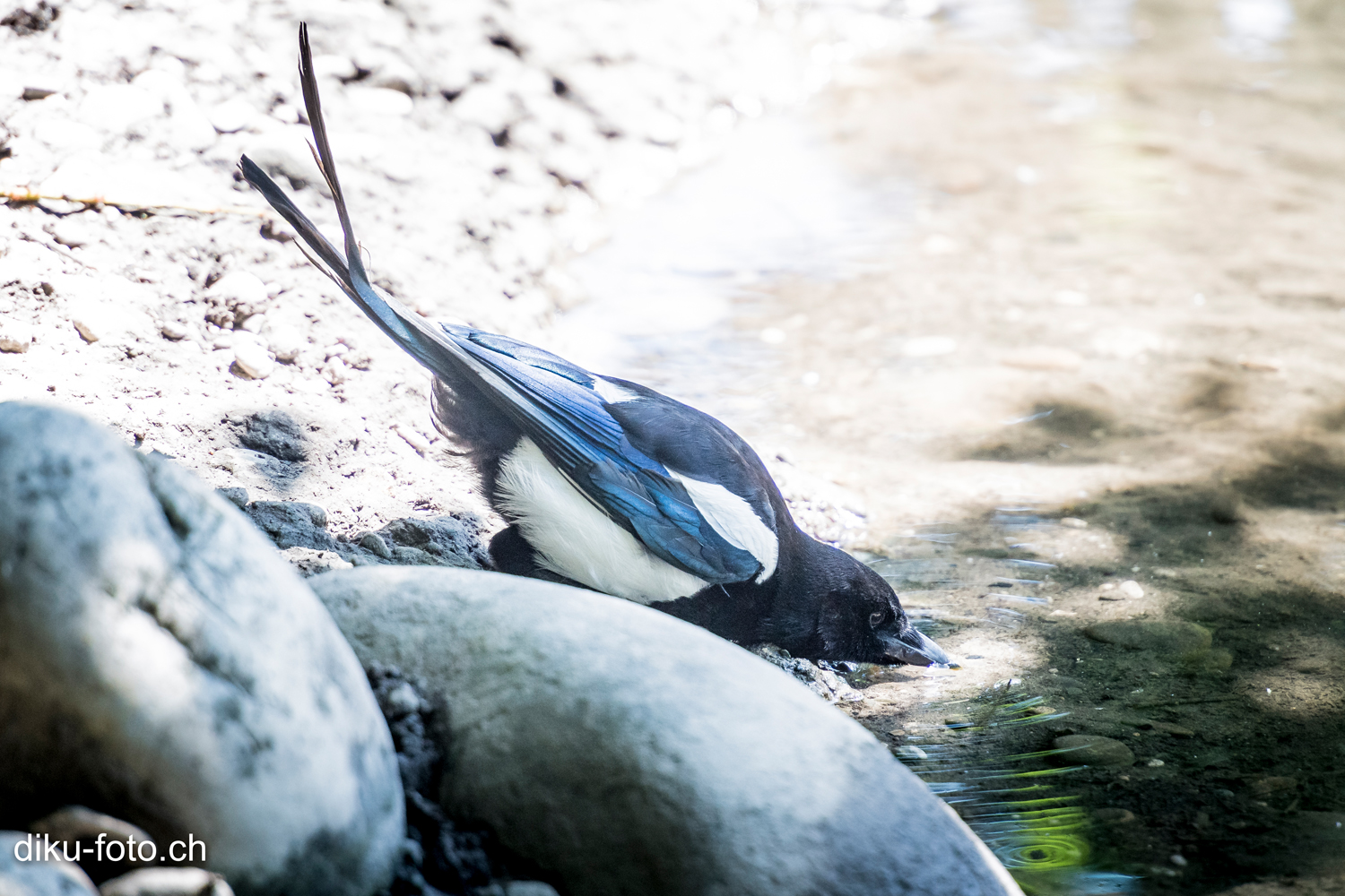 Tierpark Lange Erlen Basel