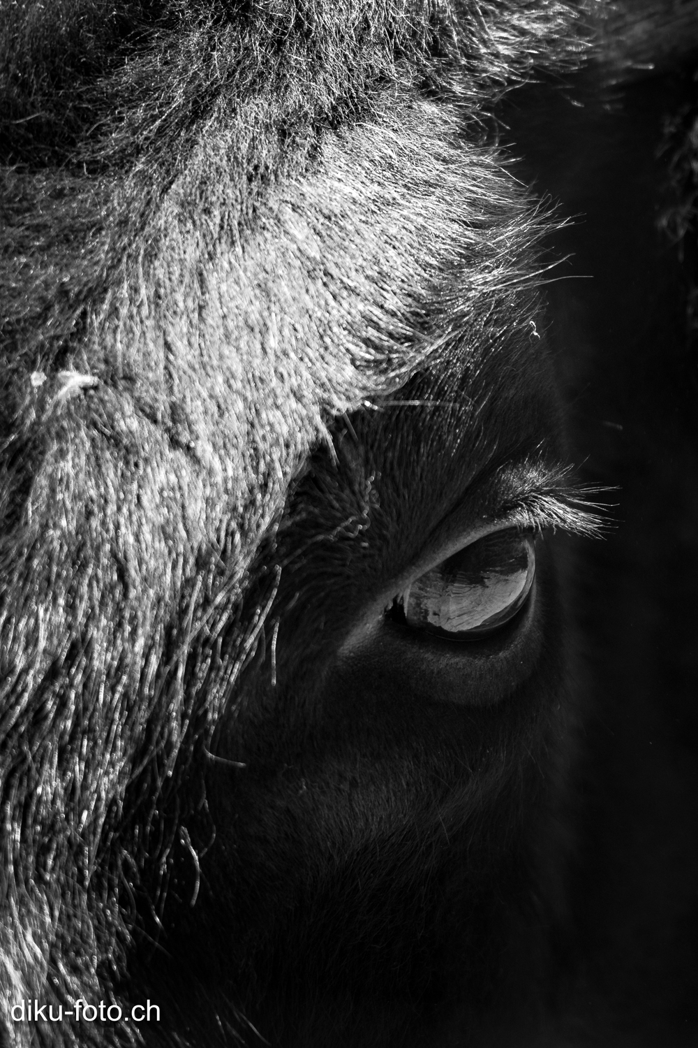 Tierpark Lange Erlen Basel