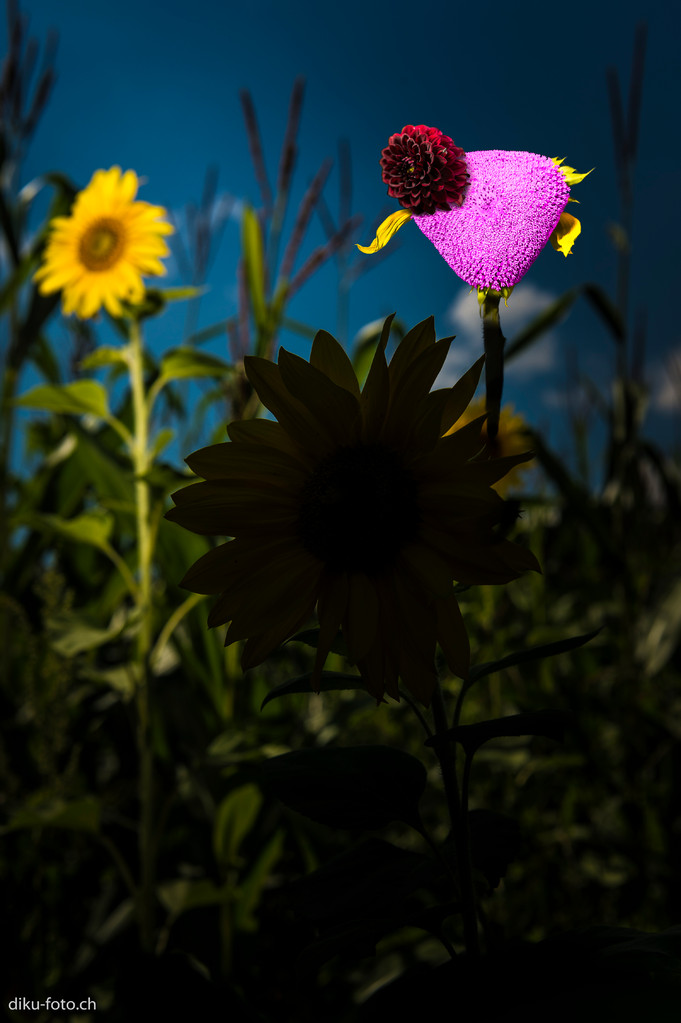 Sonnenblumen