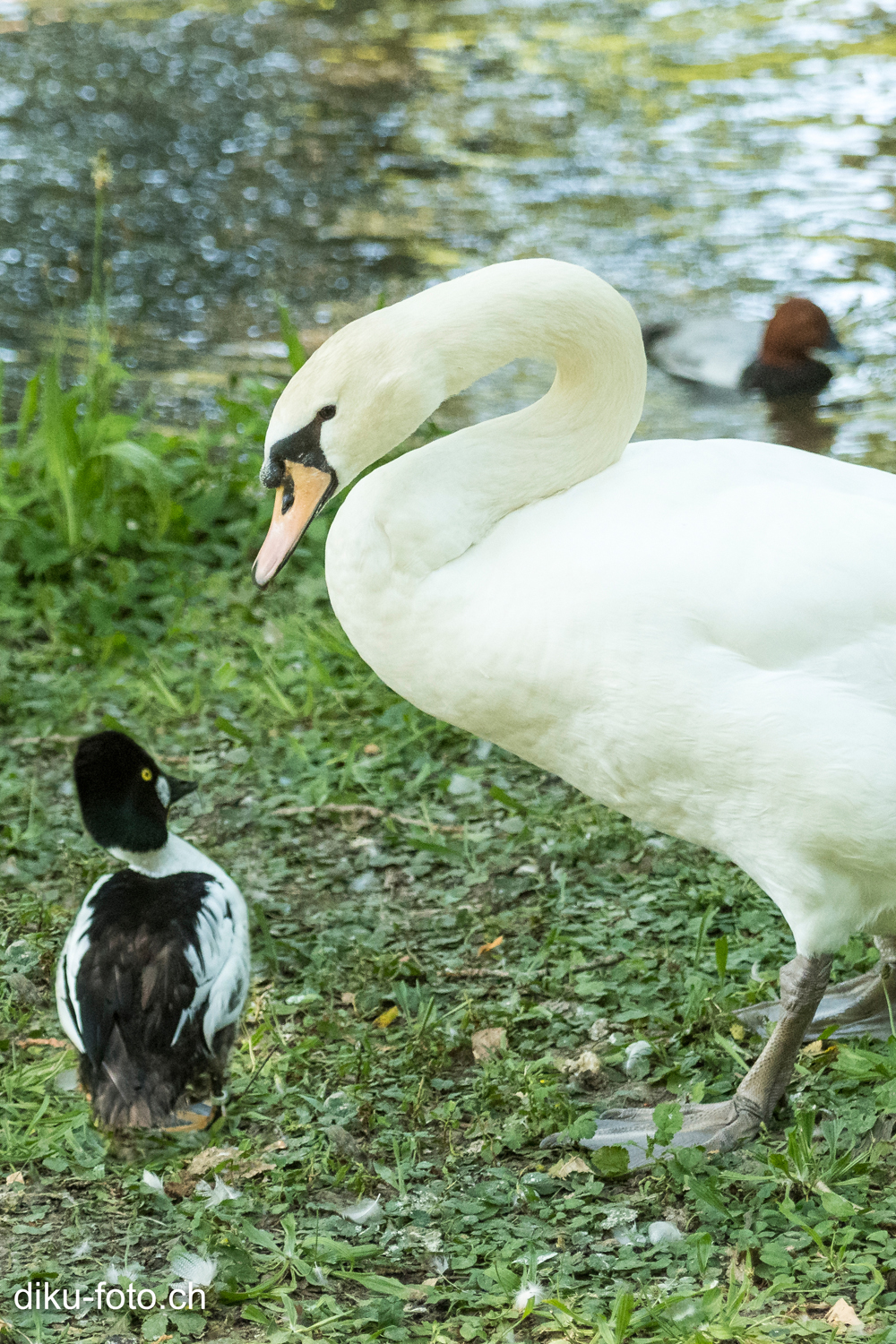 Tierpark Lange Erlen Basel