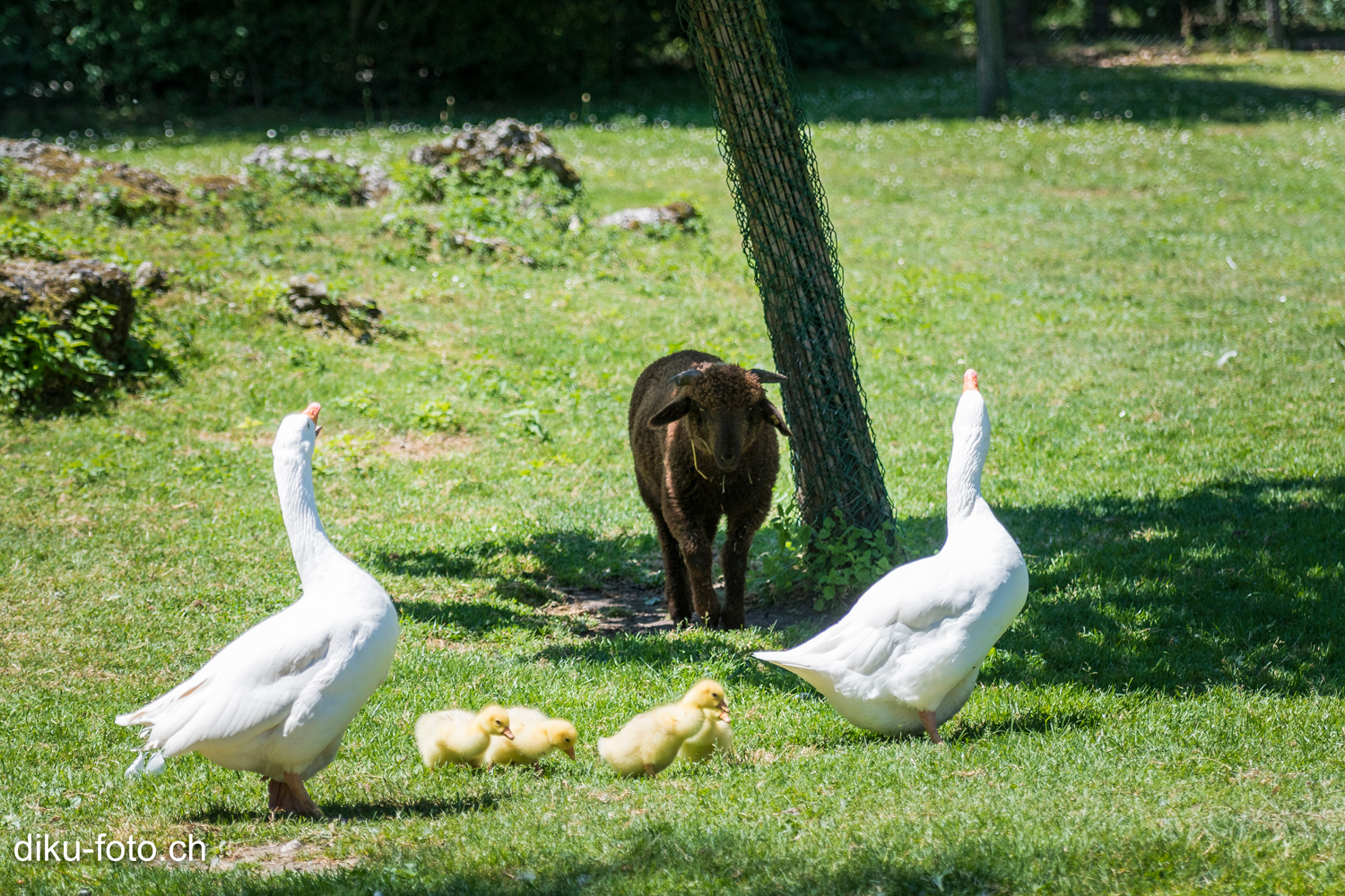 Tierpark Lange Erlen Basel