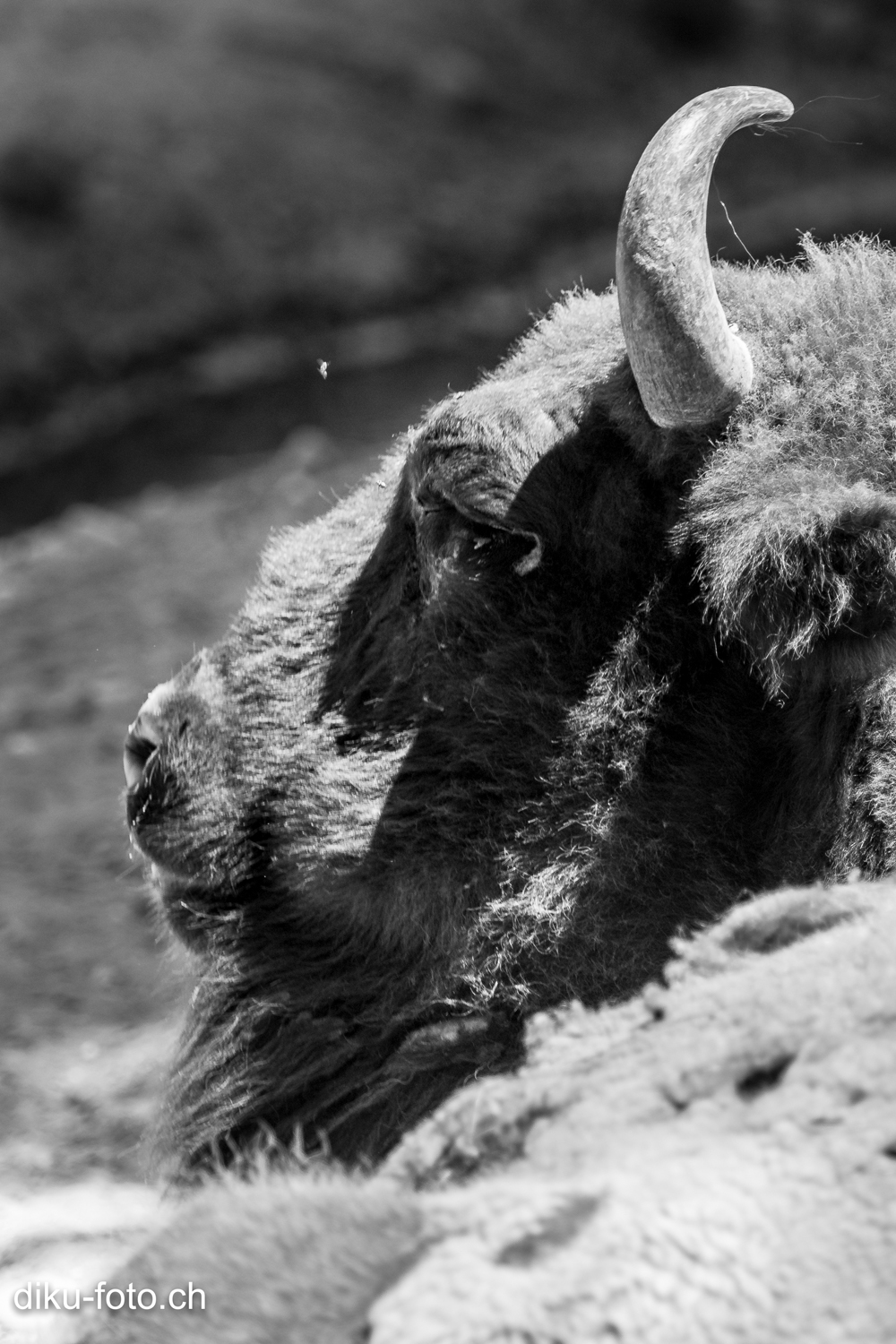 Tierpark Lange Erlen Basel