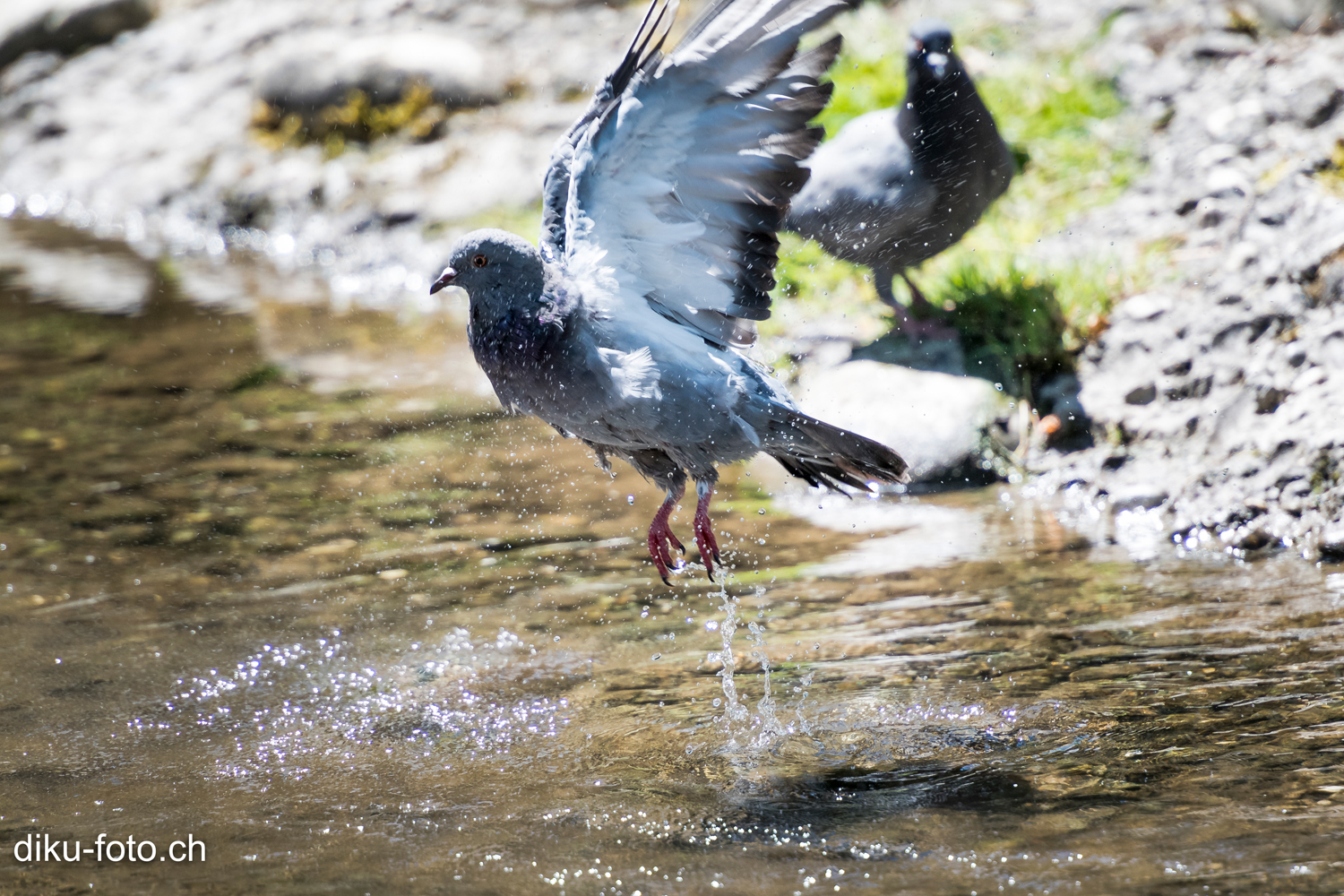 Tierpark Lange Erlen Basel