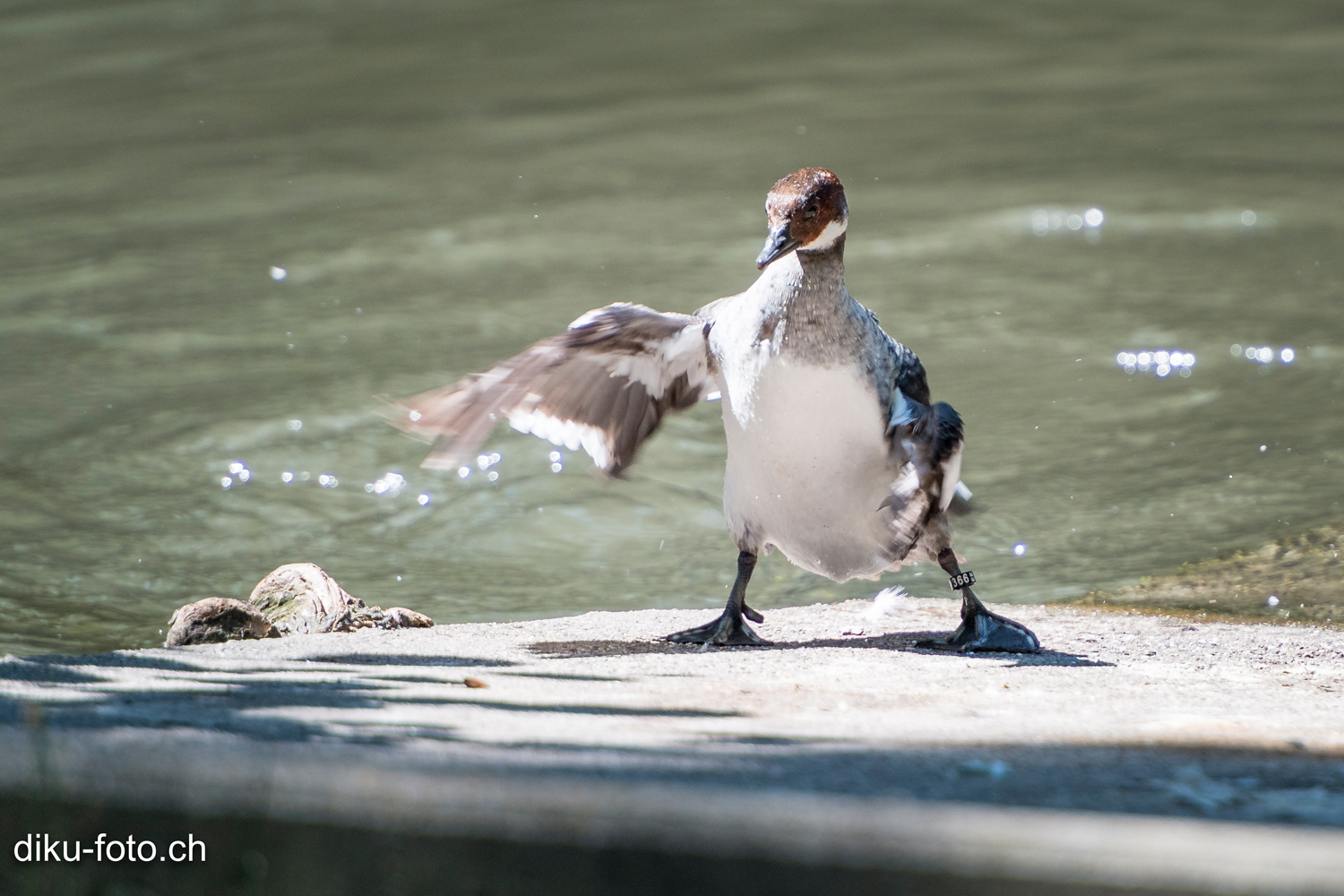 Tierpark Lange Erlen Basel