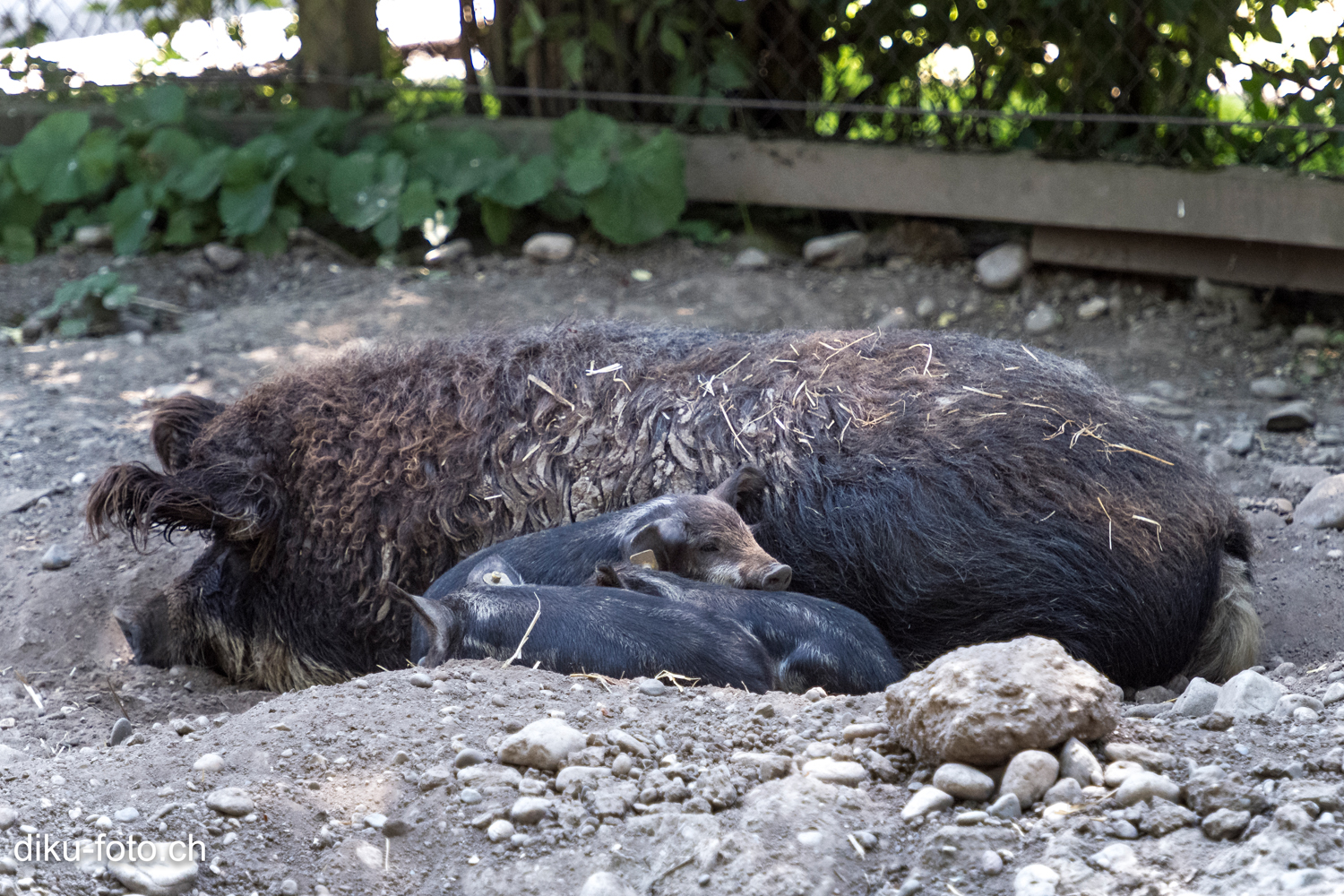 Tierpark Lange Erlen Basel