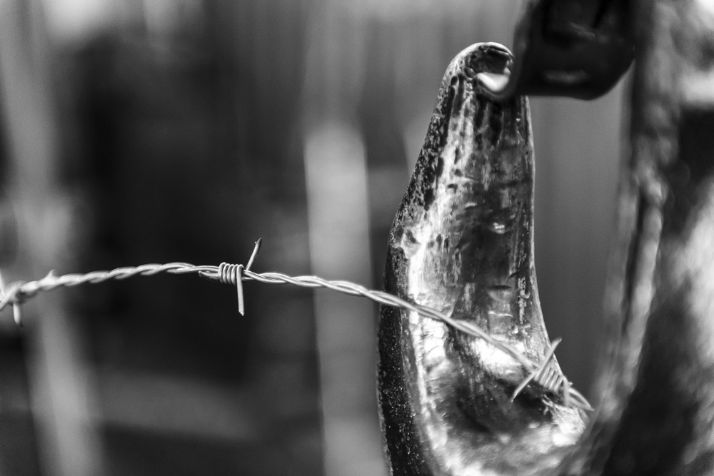 Barbed Circle Detail Barbed Wire