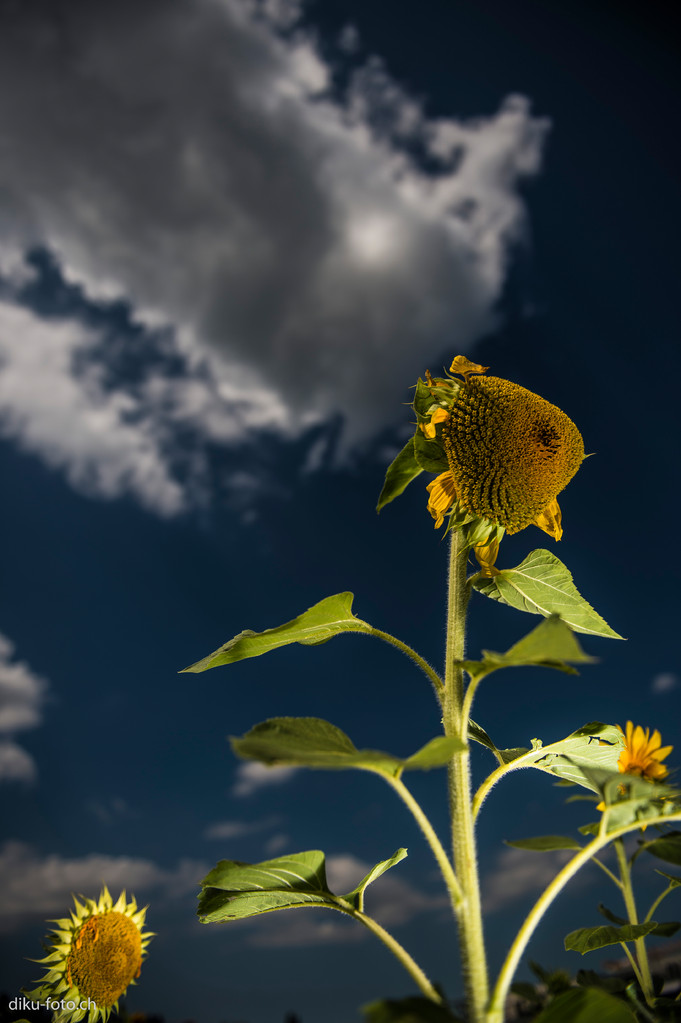 Sonnenblumen