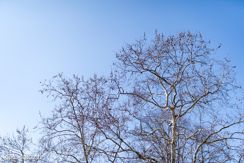 Frühling in Basel