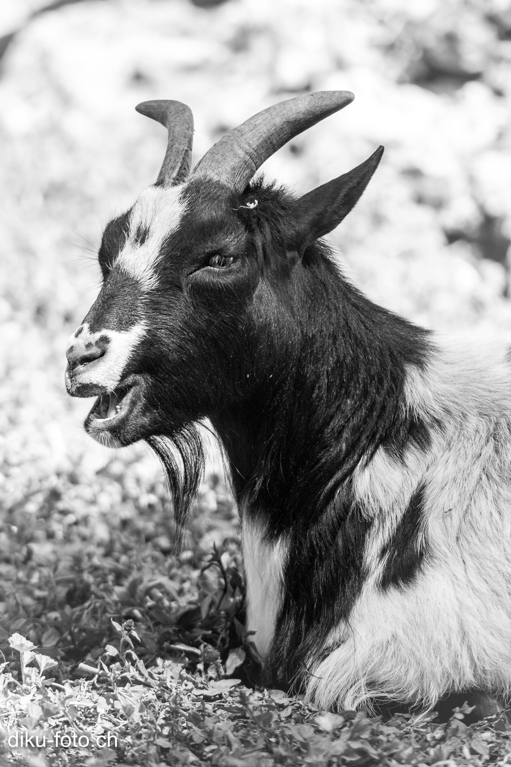 Tierpark Lange Erlen Basel