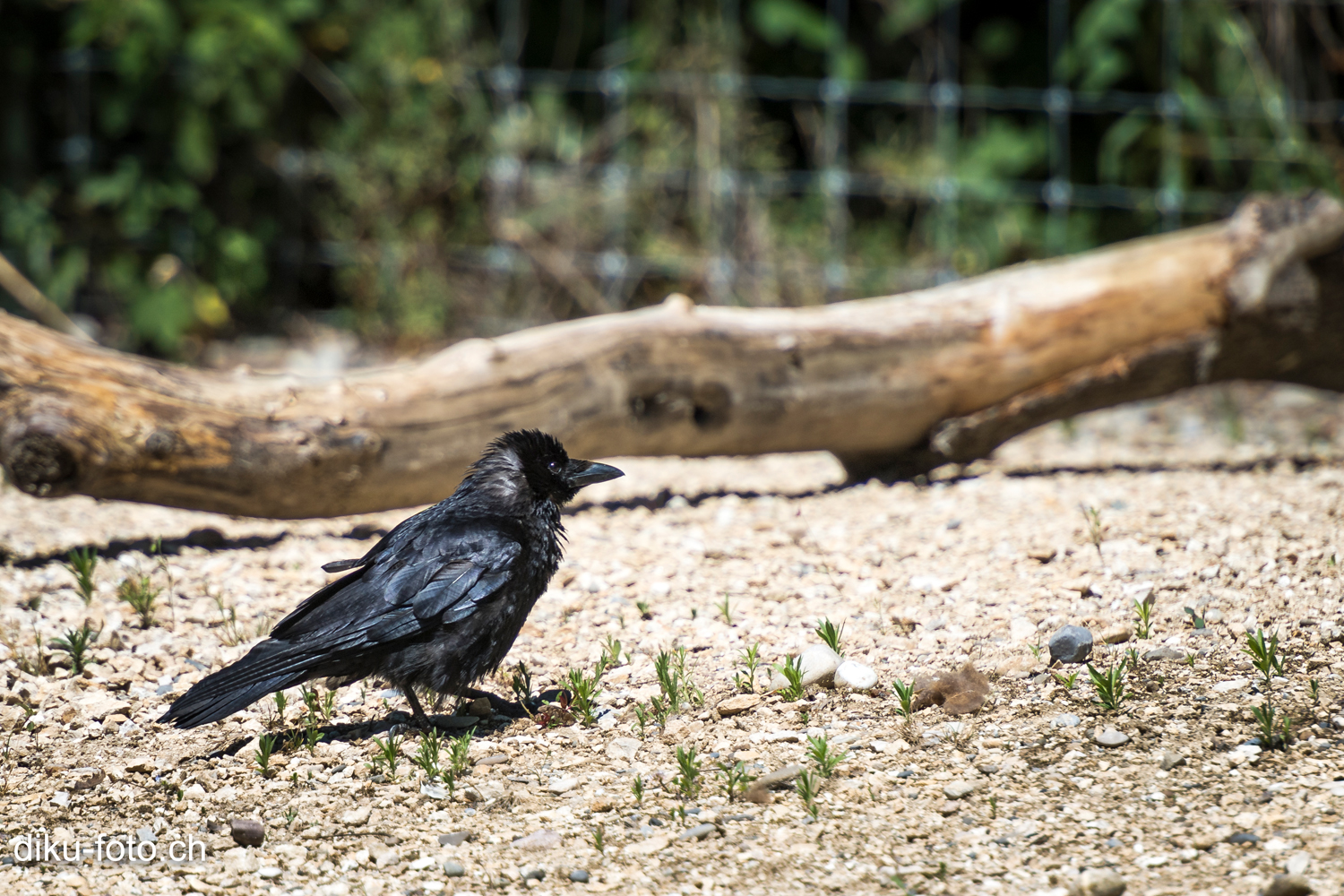 Tierpark Lange Erlen Basel