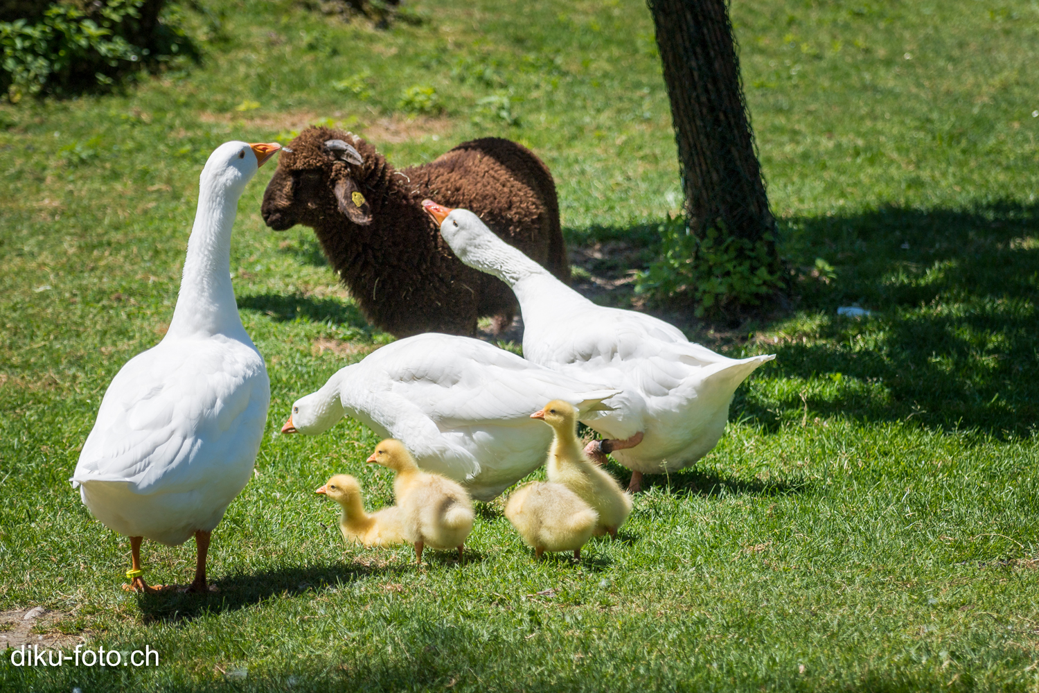 Tierpark Lange Erlen Basel