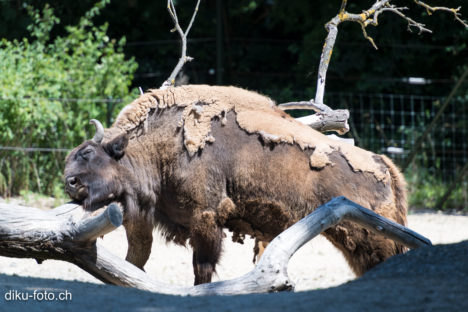 Tierpark Lange Erlen Basel